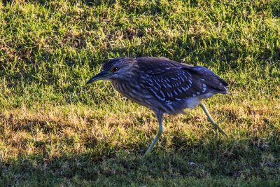 Black-crowned Night Heron