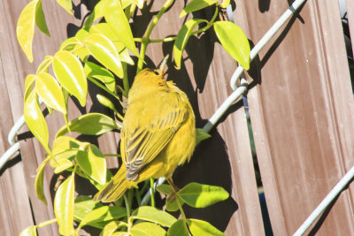 Hooded Oriole