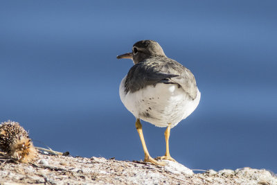 Spotted Sandpiper