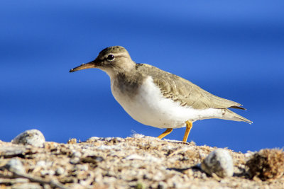 Spotted Sandpiper