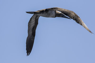 Brown Booby