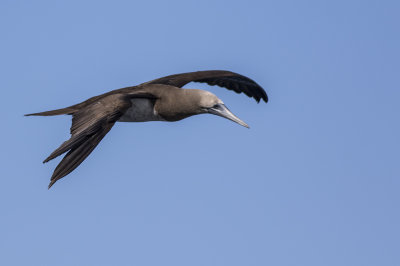 Brown Booby