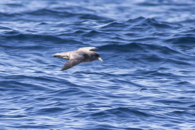 Northern Fulmar