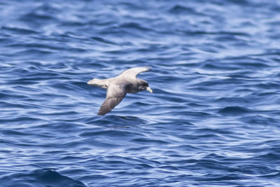 Northern Fulmar