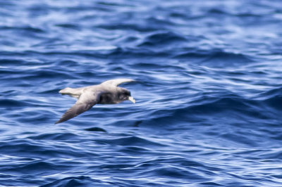 Northern Fulmar