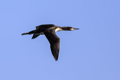 Pacific Loon