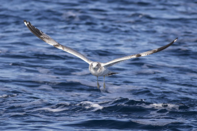 Glaucous-winged Gull