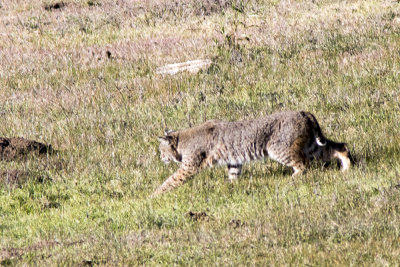 Bobcat (Lynx rufus)