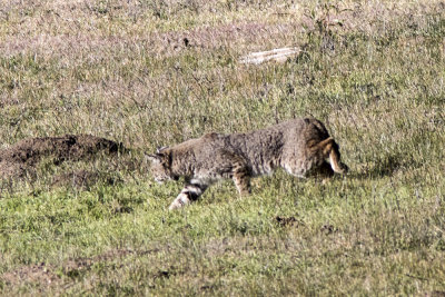 Bobcat (Lynx rufus)