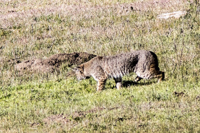 Bobcat (Lynx rufus)