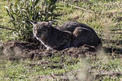 Bobcat (Lynx rufus)