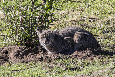 Bobcat  (Lynx rufus)