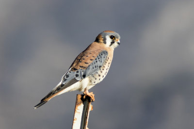 American Kestrel