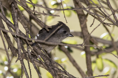 Oak Titmouse