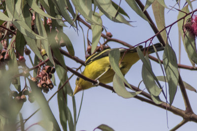 Western Tanager