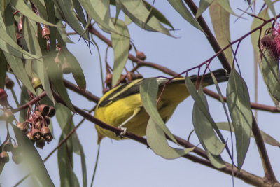Western Tanager
