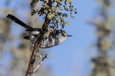 Blue-gray Gnatcatcher