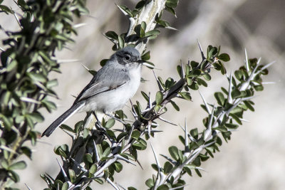 Blue-gray  Gnatcatcher