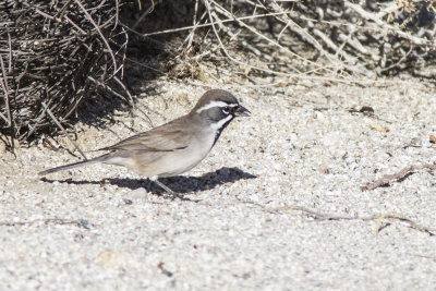 Black-throated Sparrow