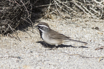 Black-throated Sparrow