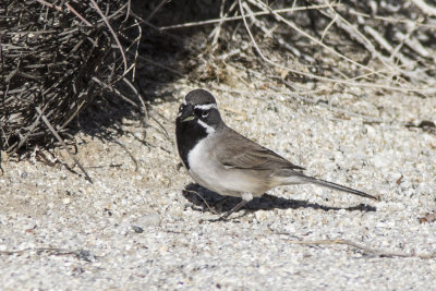 Black-throated Sparrow