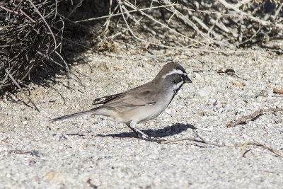 Black-throated Sparrow