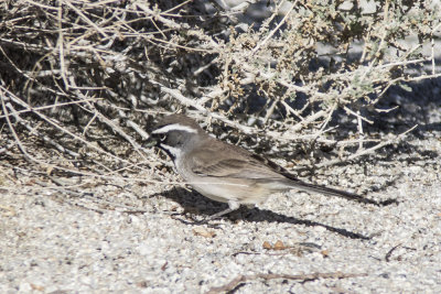 Black-throated Sparrow