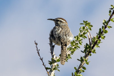 Cactus Wren