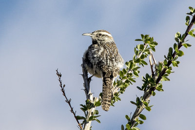 Cactus Wren