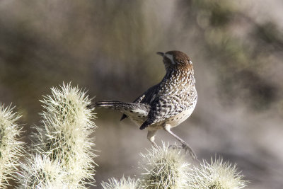 Cactus Wren