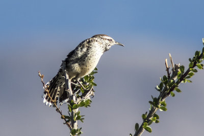 Cactus Wren