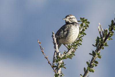 Cactus Wren