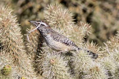 Cactus Wren