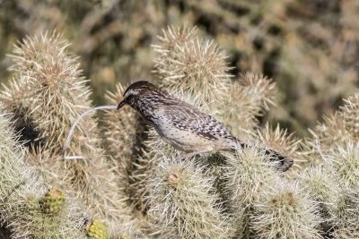 Cactus Wren