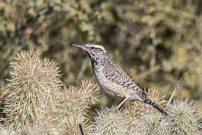 Cactus Wren