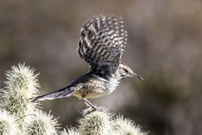 Cactus Wren