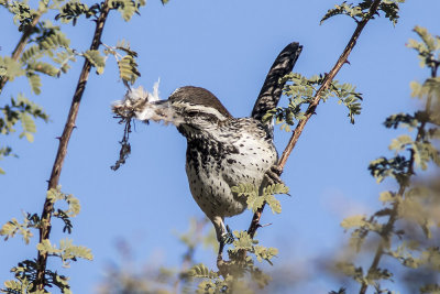 Cactus Wren