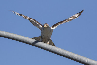 Ferruginous Hawk