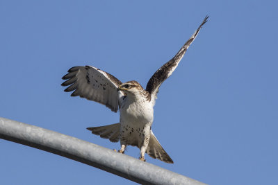 Ferruginous Hawk