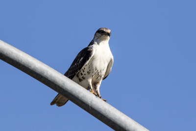 Ferruginous Hawk