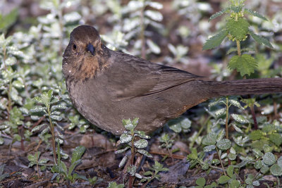 California Towhee