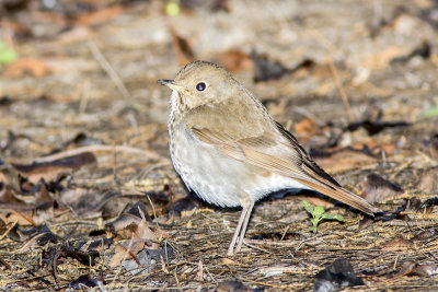 Hermit Thrush