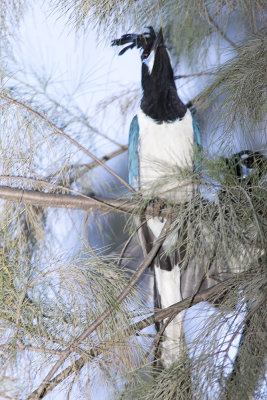 Black-throated Magpie Jay