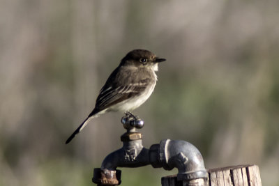 Eastern Phoebe