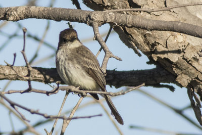 Eastern Phoebe