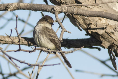 Eastern Phoebe