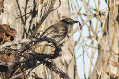 Eastern Phoebe