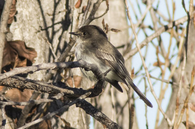 Eastern Phoebe