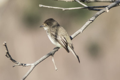 Eastern Phoebe