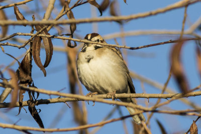 American Lark Sparrow